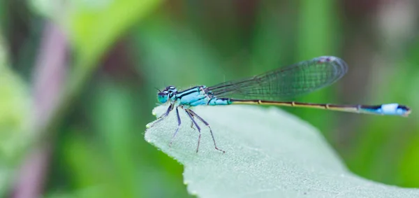 Libélula Azul Uma Folha Vista Lateral Close — Fotografia de Stock