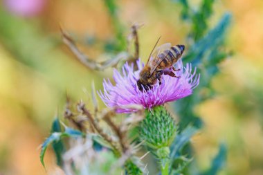 Bal arısı çiçek dikenlerinde polen toplar.