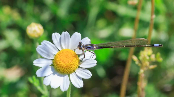 Libelle Sitzt Auf Einer Kamille Einem Sommerfeld — Stockfoto