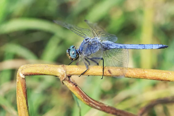 Mavi yusufçuk kırık bir gövdede oturur, yakın plan..