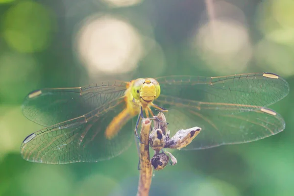 Libélula Com Asas Abertas Sobre Fundo Desfocado — Fotografia de Stock