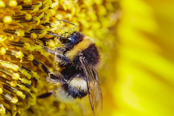ひまわりのクローズアップで花粉を集めるバンブルビー — ストック写真