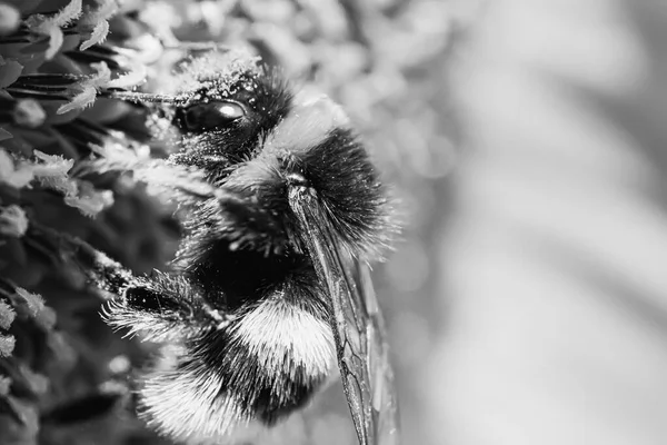 Humla Pollen Samlar Pollen Ett Solrosmakro Svart Och Vitt — Stockfoto