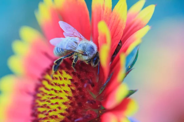 Honingbij Verzamelt Stuifmeel Een Mooie Rood Gele Bloem — Stockfoto