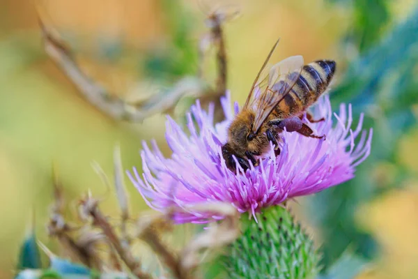 honey bee picks up pollen on flower thorns macro.