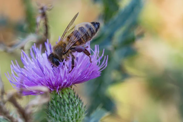 Honey Bee Picks Pollen Beautiful Flower Thorns Macro — Stock Photo, Image