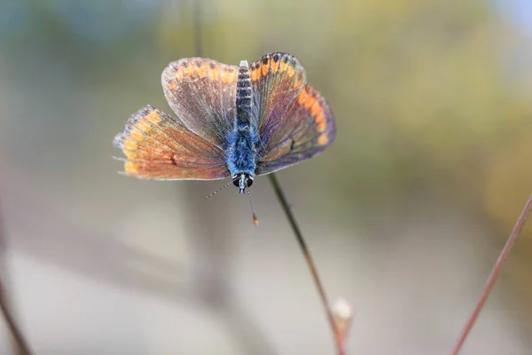 Küçük Güzel Kahverengi Bir Kelebek Kafasının Üstünde Bir Açıklığın Arka — Stok fotoğraf