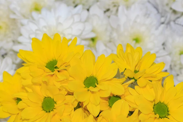 Tło Pięknych Żółto Białych Kwiatów — Zdjęcie stockowe