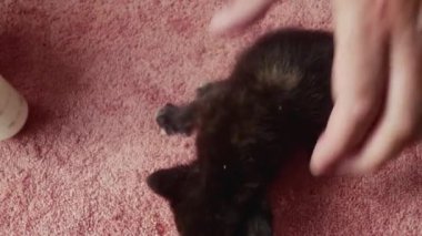  feeding artificial milk from a bottle with a nipple, a very small kitten left an orphan.