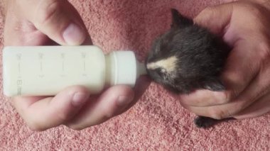  feeding artificial milk from a bottle with a nipple to a very small kitten left without a mother.