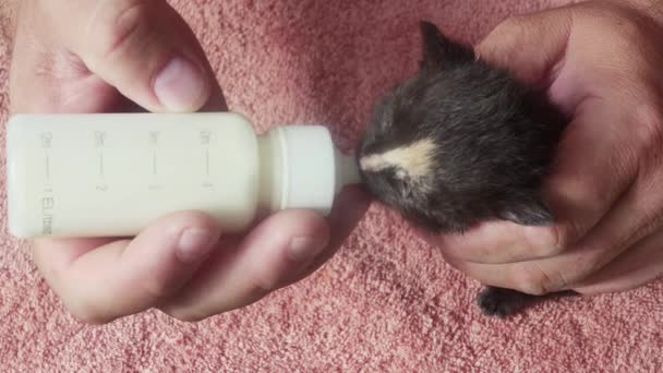 Feeding Artificial Milk Bottle Nipple Very Small Kitten Left Mother — 图库视频影像