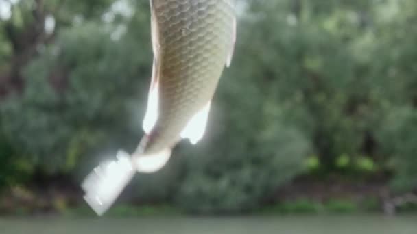 Pesce Catturato Contrae Pende Amo Pesca Sullo Sfondo Della Foresta — Video Stock