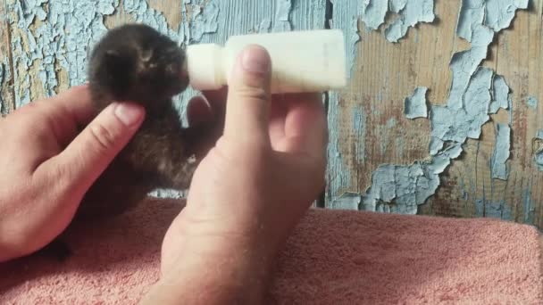 用奶瓶喂奶给一只非常小的 被遗弃的 有趣的黑猫 — 图库视频影像