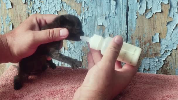 Nutrire Latte Artificiale Una Bottiglia Capezzolo Piccolissimo Gattino Nero Abbandonato — Video Stock