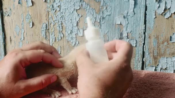 Hand Strokes Very Small Very Weak Ginger Kitten Bottle Artificial — Stock Video