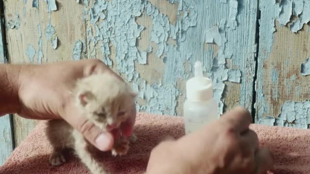 母親のいないとても小柄で弱い生姜子猫を哺乳瓶に入れて食べます — ストック動画