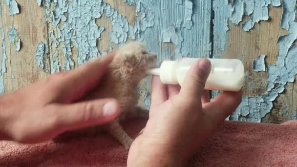 Alimentarse Biberón Con Pezón Gatito Divertido Rojo Enfermizo Muy Pequeño — Vídeo de stock