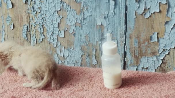 软弱无力的小红猫 靠近装有人造猫奶的瓶子 — 图库视频影像