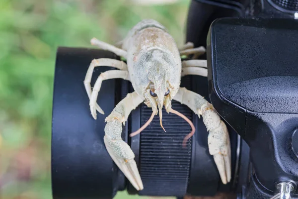 Kerevit kameranın objektifinde yatıyor, yakın plan.
