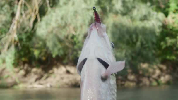 Fisk Hänger Fiskekrok Med Mask Mot Bakgrunden Flod Med Snabb — Stockvideo