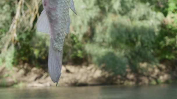 魚は森に囲まれた川を背景に虫と釣り針の上にぶら下がり — ストック動画