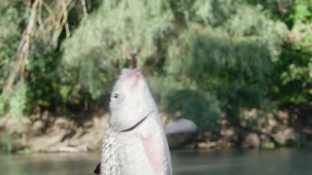 Ikan Tersentak Sirip Nya Tergantung Pancing Dengan Cacing Dengan Latar — Stok Video
