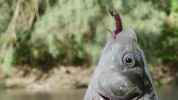 Fish Hangs Fishing Hook Worm Background Autumn River Breathes Gills — Stock Video