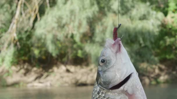 魚は川の背景にワームで釣り針にぶら下がり 面白いことにフィンを微調整します — ストック動画