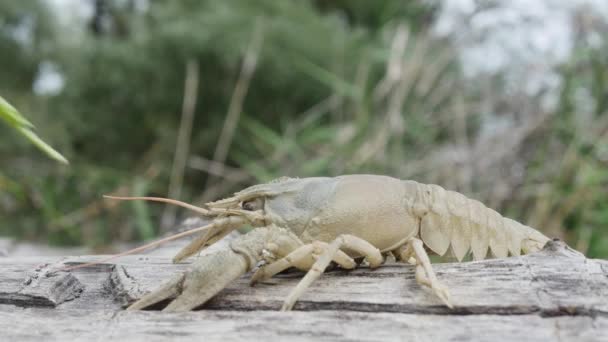 Sebuah Udang Karang Pohon Yang Tergeletak Melarikan Diri Dari Rumput — Stok Video