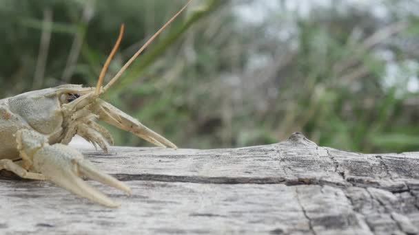 Crayfish Pada Pohon Berbaring Meraih Dengan Cakarnya Sehelai Rumput Membentang — Stok Video