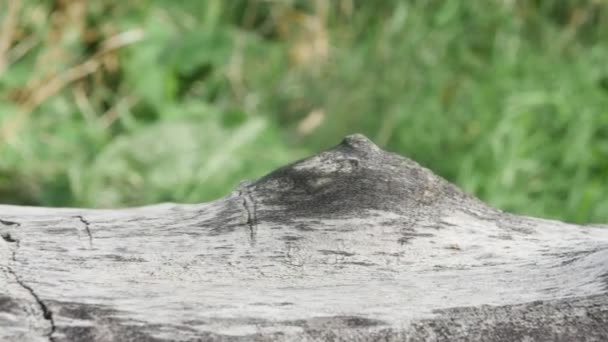 Crayfish Pada Pohon Berbaring Close Pandangan Depan — Stok Video