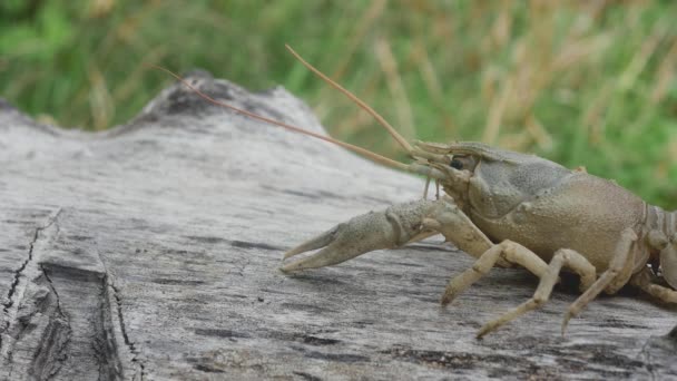 Crayfish Pada Pohon Berbaring Bergerak Penjepit Nya Close Pandangan Samping — Stok Video