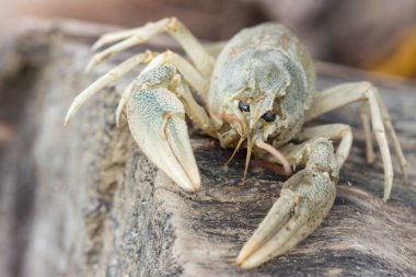  Bir kerevitin portresi, yalancı bir ağacın önünde..