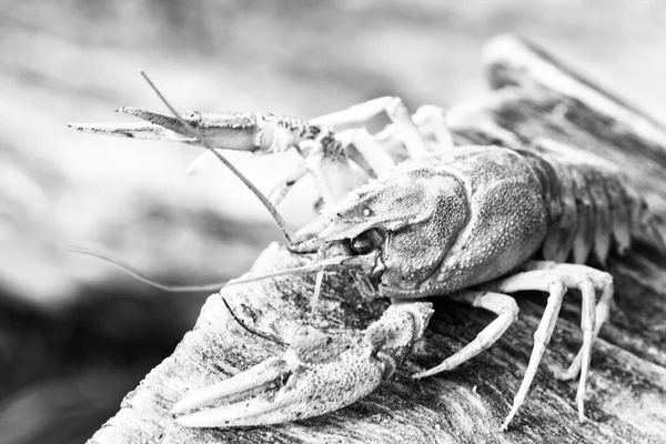 Portrait Une Écrevisse Vue Dessus Sur Une Souche Noir Blanc — Photo