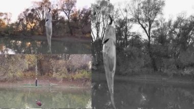 Siyah beyaz ve renkli balık kolajı güzel bir nehrin arka planında solucanla kancaya asılmış..