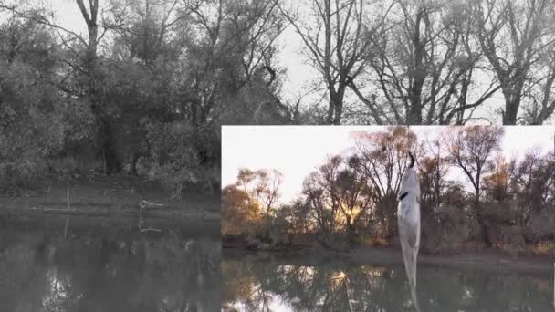 Czarno Biały Kolaż Ryb Wiszących Haku Robakiem Tle Jesiennych Rzek — Wideo stockowe