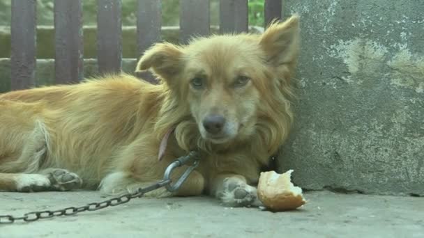 Vanlig Hund Bunden Med Kedja Ligger Och Vaktar Sin Brödbit — Stockvideo