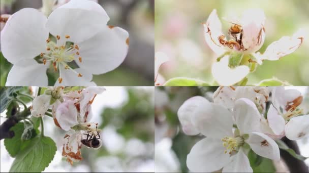 Collage Flores Manzano Flor Con Abejas — Vídeo de stock
