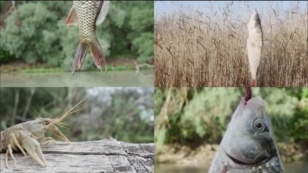 Collage Aus Fischen Und Krebsen Vor Dem Hintergrund Der Natur — Stockvideo