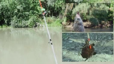 Nehrin kıyısında balık tutmak için dönen kolaj ormanın arka planında kancada seğiren balık ve kaplumbağalar.