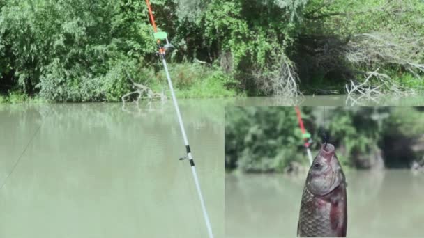 Колаж Прядіння Риболовлі Березі Річки Тлі Лісу Риби Звисають Гачку — стокове відео