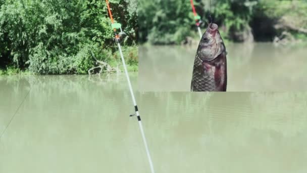 Ett Collage Spinning För Fiske Älvstranden Mot Bakgrund Sommarskog Och — Stockvideo
