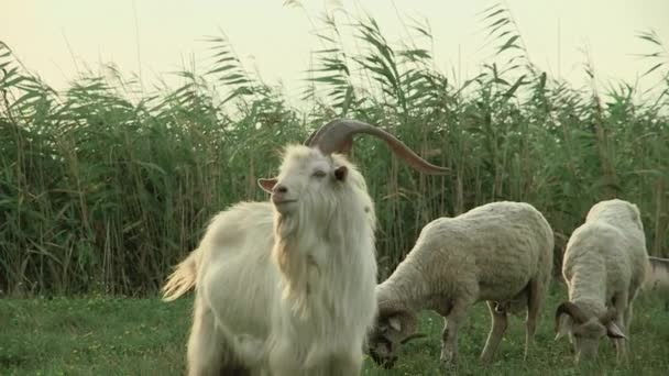 Koza Dużymi Rogami Tle Trzcin Jeziornych Obok Dwóch Owiec — Wideo stockowe