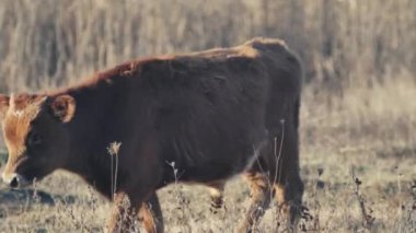 Genç kahverengi keçi tarlada yürüyor..