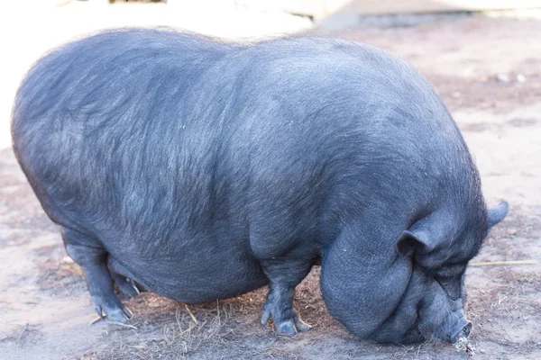 Knödeln — Stockfoto