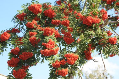 mountain ash kümeleri