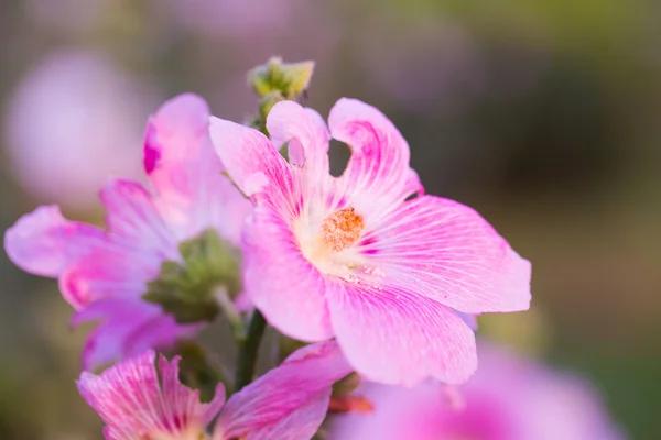 Bloem in de tuin van koningin sirikit park, bangkok, thailand. — Stockfoto