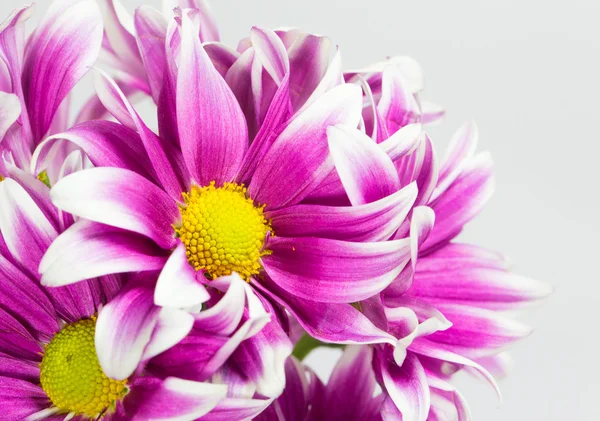 Flower Isolation — Stock Photo, Image
