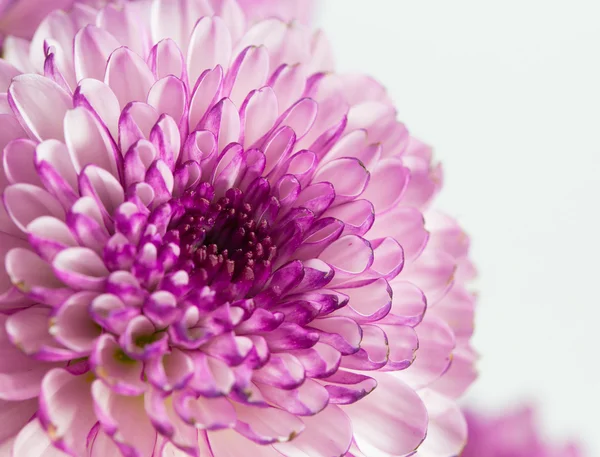 Isolamento dei fiori — Foto Stock