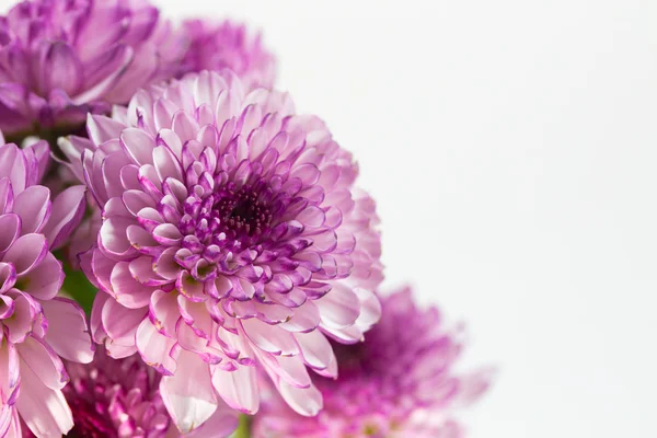 花の分離 — ストック写真